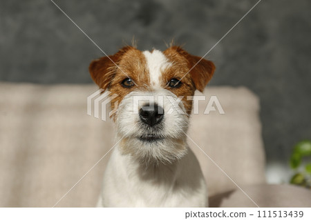 Hairy Jack Russell Terrier at home. Hairy Jack Russell Terrier at home. 111513439