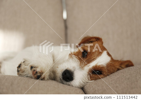 Hairy Jack Russell Terrier at home. 111513442