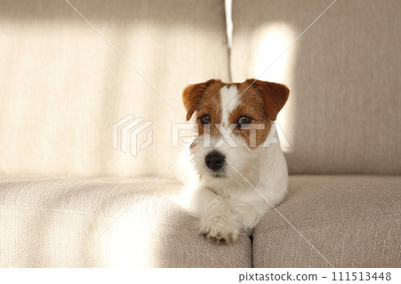 Hairy Jack Russell Terrier at home. 111513448