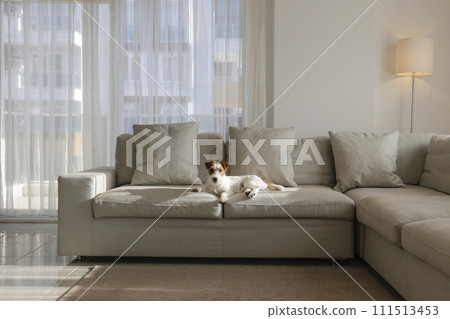 Hairy Jack Russell Terrier at home. 111513453
