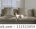 Hairy Jack Russell Terrier at home. 111513454