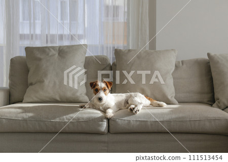 Hairy Jack Russell Terrier at home. 111513454