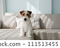 Hairy Jack Russell Terrier at home. 111513455