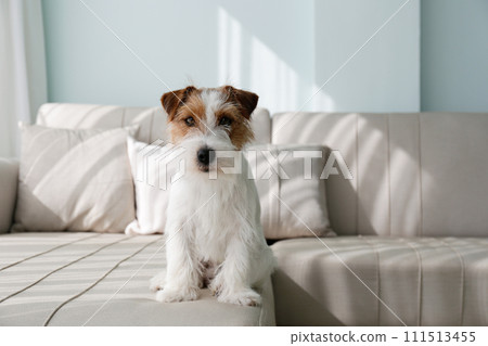 Hairy Jack Russell Terrier at home. 111513455