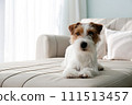 Hairy Jack Russell Terrier at home. 111513457