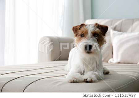 Hairy Jack Russell Terrier at home. Hairy Jack Russell Terrier at home. 111513457