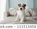 Hairy Jack Russell Terrier at home. 111513458