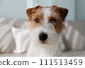 Hairy Jack Russell Terrier at home. 111513459