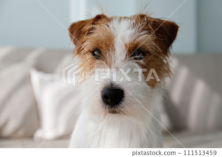 Hairy Jack Russell Terrier at home. 111513459