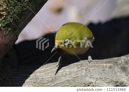 一隻白眼鳥棲息在櫻桃樹上，眼睛銳利，羽毛圖案美麗 111513460