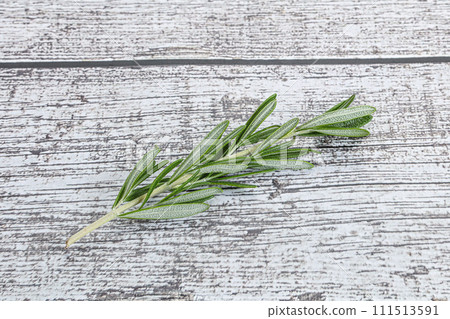 Rosemary branch - organic spicy herb 111513591