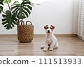 Hairy Jack Russell Terrier on the floor 111513933