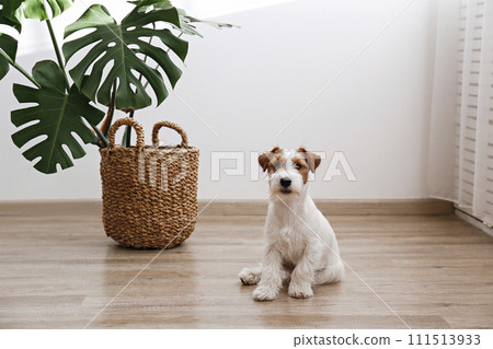Hairy Jack Russell Terrier on the floor 111513933