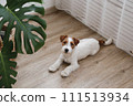 Hairy Jack Russell Terrier on the floor 111513934