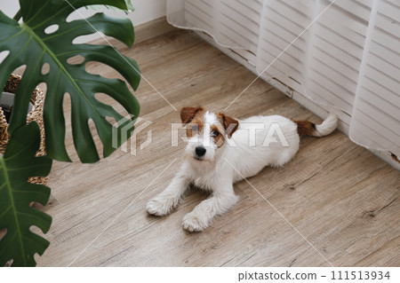 Hairy Jack Russell Terrier on the floor 111513934