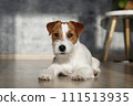 Hairy Jack Russell Terrier on the floor 111513935