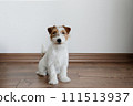 Hairy Jack Russell Terrier on the floor 111513937