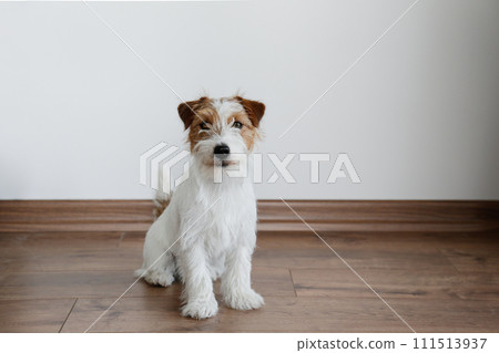 Hairy Jack Russell Terrier on the floor 111513937