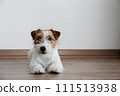 Hairy Jack Russell Terrier on the floor 111513938