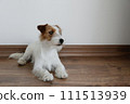 Hairy Jack Russell Terrier on the floor 111513939