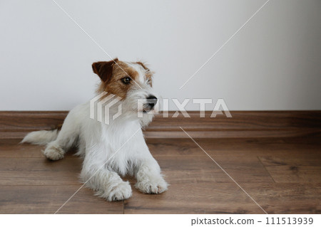 Hairy Jack Russell Terrier on the floor 111513939