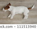 Hairy Jack Russell Terrier on the floor 111513940