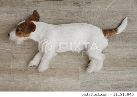 Hairy Jack Russell Terrier on the floor Hairy Jack Russell Terrier on the floor 111513940