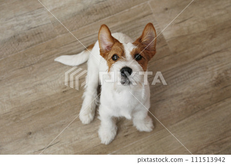 Hairy Jack Russell Terrier on the floor Hairy Jack Russell Terrier on the floor 111513942