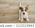 Hairy Jack Russell Terrier on the floor 111513943