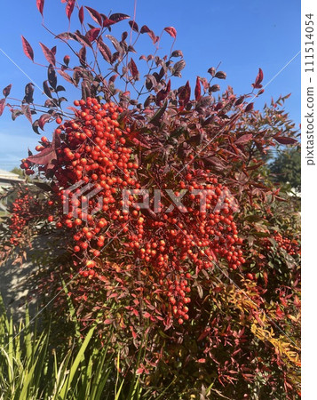 empty bench in the park 111514054