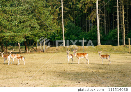 Sika or spotted deers herd in Denmark. Sika or spotted deers herd in Denmark. 111514086