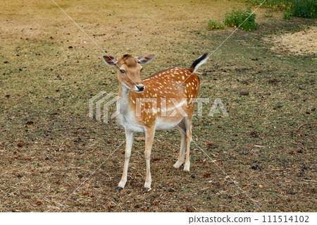 Sika or spotted deer in Denmark. 111514102