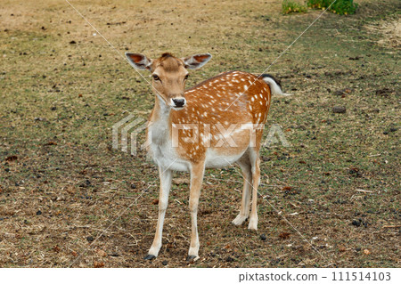 Sika or spotted deer in Denmark. 111514103