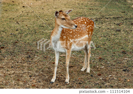 Sika or spotted deer in Denmark. 111514104