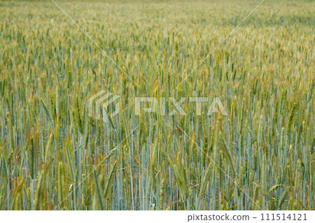Field of green rye. Close-up background. Field of green rye. Close-up background. 111514121