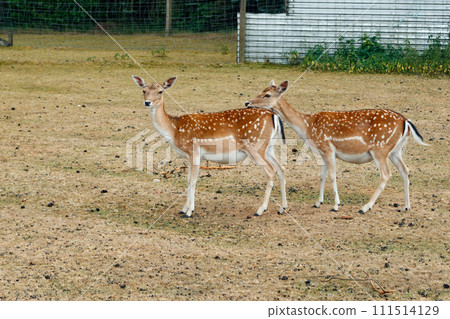 Two sika or spotted deers in Denmark. Two sika or spotted deers in Denmark. 111514129