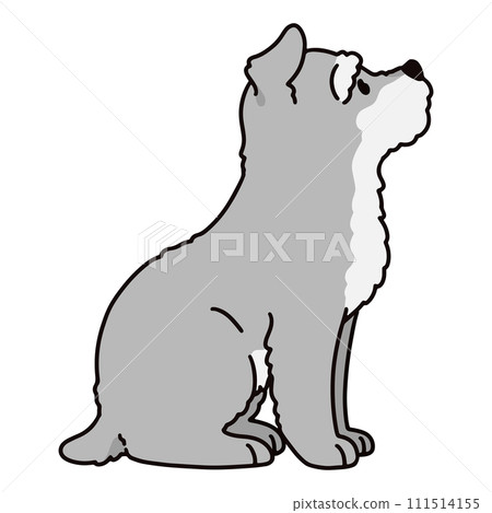 迷你雪納瑞與主線側坐的插圖 迷你雪納瑞與主線側坐的插圖 111514155