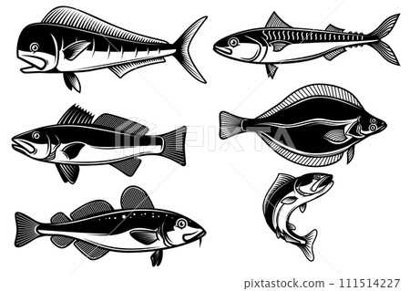 Set of illustrations of sea fish isolated on white background. Design element for logo, label, sign, emblem. Vector illustration 111514227