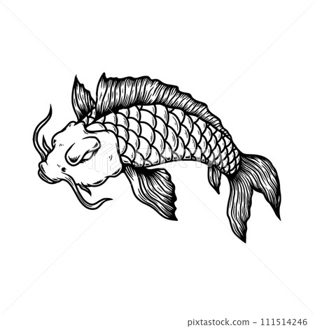 Illustration of carp koi. Design element for poster, card, banner, menu. Vector illustration 111514246