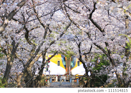 Railway 2 Cherry Blossom Tunnel and Kintetsu Limited Express 111514815