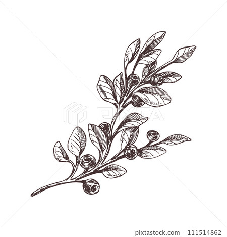 Twig with leaves and blueberries, wild, forest berries, autumn. Graphic botanical illustration hand drawn in brown ink. Isolated object Twig with leaves and blueberries, wild, forest berries, autumn. Graphic botanical illustration hand drawn in brown ink. Isolated object 111514862