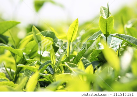清晨陽光照射下的茶葉 清晨陽光照射下的茶葉 111515181