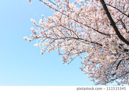 Cherry blossoms in full bloom shining in the blue sky Cherry blossoms in full bloom shining in the blue sky 111515345