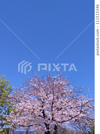 Cherry blossoms in full bloom shining in the blue sky Cherry blossoms in full bloom shining in the blue sky 111515346