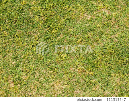 Lawn Lawn 111515347