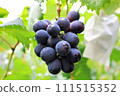 樹枝上的葡萄 111515352