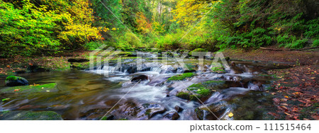 River in Canadian Nature Rainforest. Trees in Forest. River in Canadian Nature Rainforest. Trees in Forest. 111515464