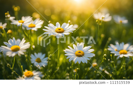 Sunny spring field: Vibrant flowers under the sun 111515539