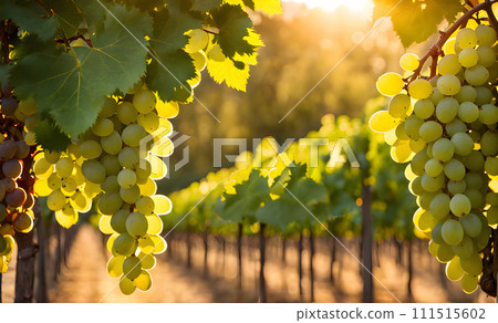 Sunny vineyard with clusters of ripe grapes in focus 111515602