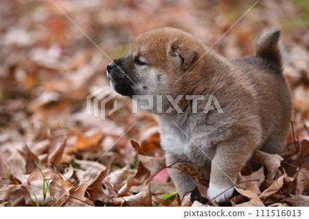 Shiba Inu puppy 111516013